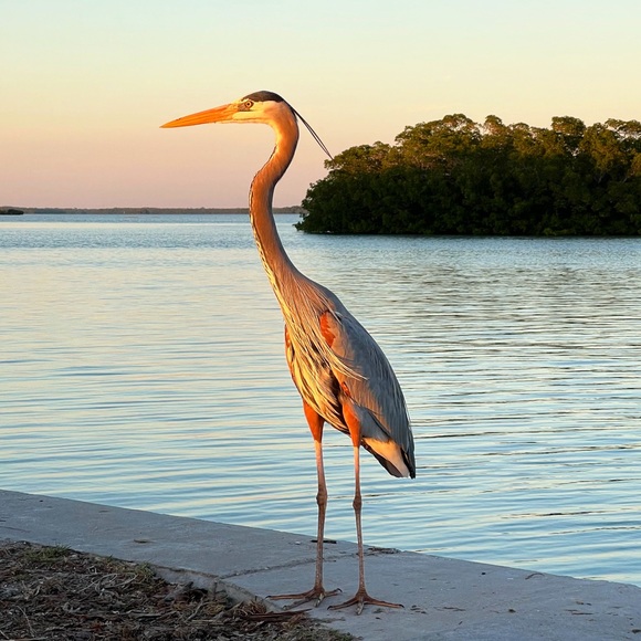 Meet your Posher, Althaiea - Picture 1 of 1